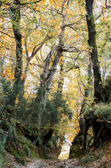 Golden autumn trees in the city park. Autumn nature. 