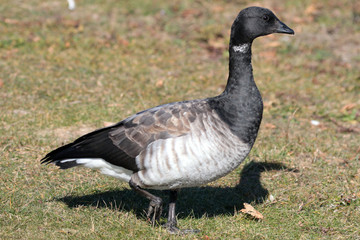 Brant goose (vagrant) miles out of its normal range at lake in early summer on grass