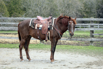 Old beloved horse done up in his Western tack for a pleasure ride