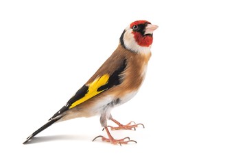 European Goldfinch, carduelis carduelis, standing, isolated on white background. - obrazy, fototapety, plakaty