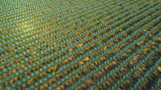 agave field aerial