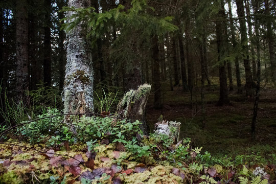 forestground with different plants and tree stumb suitable as background