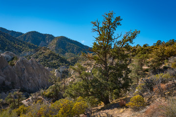 Fototapeta na wymiar Wooded Hills in Mojave Desert