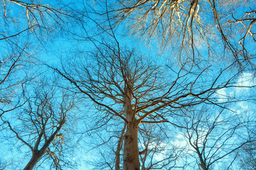 The bare tree tops in winter in a park