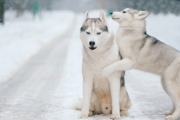 Obraz premium Winter portrait of lovely couple of syberian husky puppies standing on snowy road. Cute breeding male & female white dogs in love. Beautiful domestic funny pet family. Pair of playful animals friends