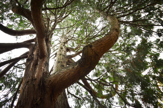 Wise Old Tree