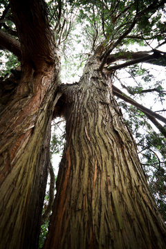 Wise Old Tree