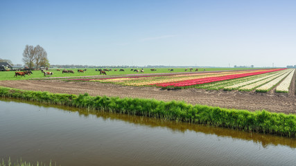 One hundred percent Dutch, grazing cows beside the blooming tulip fields in the polder.