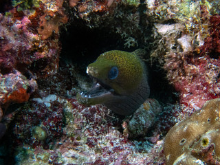 Fototapeta na wymiar An Undulated Moray Eel (Gymnothorax undulatus) in the Indian Ocean