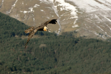 Lammergeier. Gypaetus barbatus. Scavenger