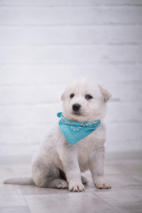 white puppy on a white brick wall background