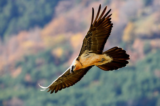 Lammergeier. Gypaetus barbatus. Scavenger