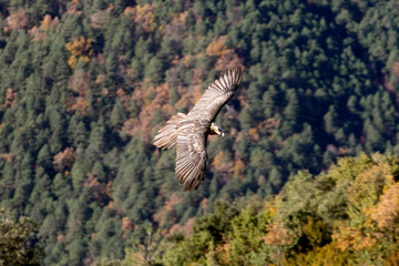 Adult Lammergeier. Gypaetus barbatus