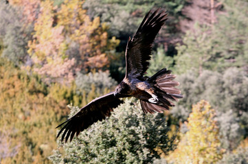 Lammergeier, Gypaetus barbatus