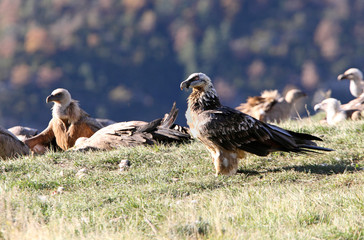 Lammergeier. Gypaetus barbatus