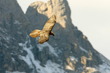 Lammergeier, Gypaetus barbatus