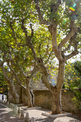 Le Castellet trees