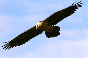 Lammergeier. Gypaetus barbatus. Scavenger