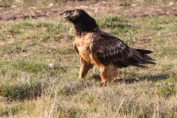 Lammergeier. Gypaetus barbatus