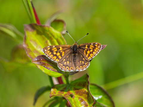 The Duke of Burgundy butterfly ( Hamearis lucina ) resting
