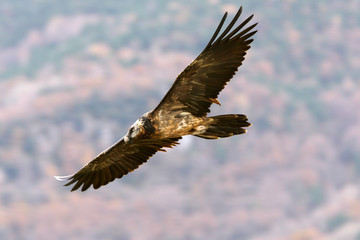 Lammergeier, Gypaetus barbatus
