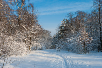Winter snow forest. Snow lies on the branches of trees. Frosty snowy weather. Beautiful winter forest landscape.