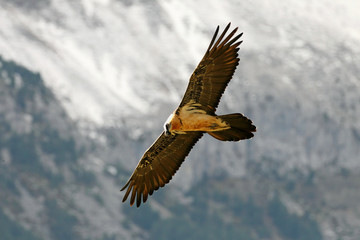 Lammergeier. Gypaetus barbatus
