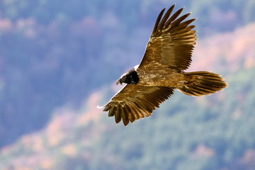 Lammergeier. Gypaetus barbatus