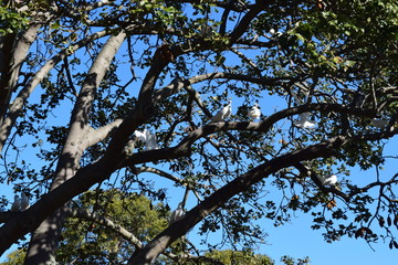 tree and blue sky