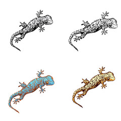 Gekon wektor zestaw ilustracji. Cztery różne kolory gekonów. Ilustracja gadów dla druków, t-shirtów, książek - 237247234