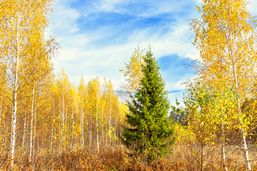 autumn landscape with forest and blue sky