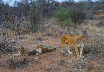 lioness and two young lions in savannah landscape