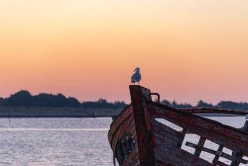 La mouette rieuse © didierbabarit