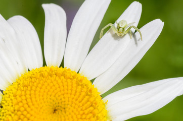 araña verdosa sobre petalo blanco