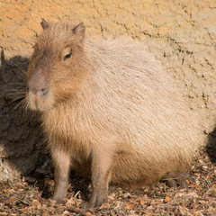 Capybara Wasserschwein (Hydrochoerus hydrochaeris)