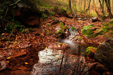 Nice forest scene