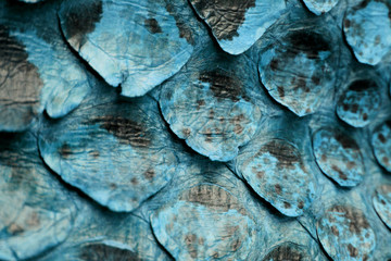 Abstract Coloured Real Snake Skin Snakeskin Animal Print Background