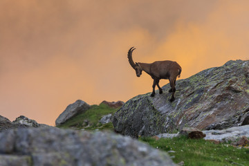 Ibex , Range of Mont Blanc , French Alps