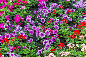 Popular flower Petunia is flowering plants of South American origin