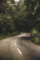 Fototapeta premium Through The Jungle