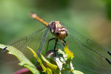 Dragonfly eating