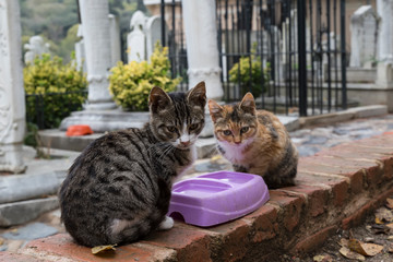 people feed cats near the mosque and tombs from Turkey. 