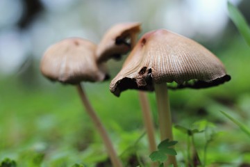 Cogumelos fungi