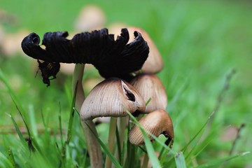 Cogumelo no jardim