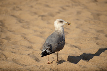 seagull on the beach