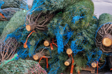 Live fresh Douglas Fir Christmas trees in netting on a palette to be added to Christmas tree lot