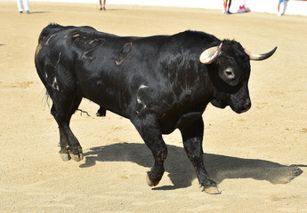 angry bull running in spanish bullring