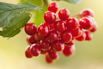 branch of viburnum with beautiful bright ripe berries