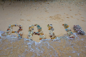 sea shells on the beach bali