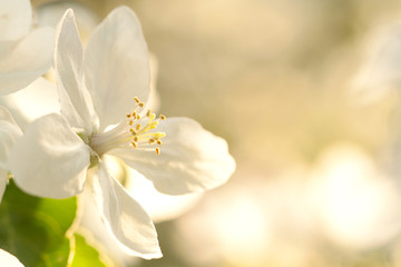 beautiful flower of apple blossoming in summer sunny garden